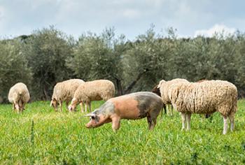 Macellazione a domicilio Macellazione a domicilio
