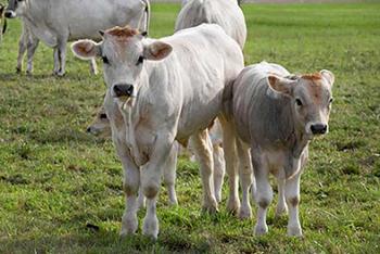 Riproduzione animale Riproduzione animale