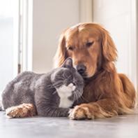Anagrafe animali d'affezione