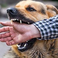 Prevenzione antirabbica e delle aggressioni provocate da animali