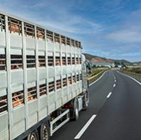 Benessere nel trasporto degli animali da reddito