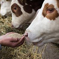Produzione, commercio e utilizzazione degli alimenti destinati agli animali da reddito