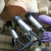 Produzione, controllo e trasformazione del latte a scopo alimentare in stalla