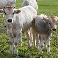 Riproduzione animale